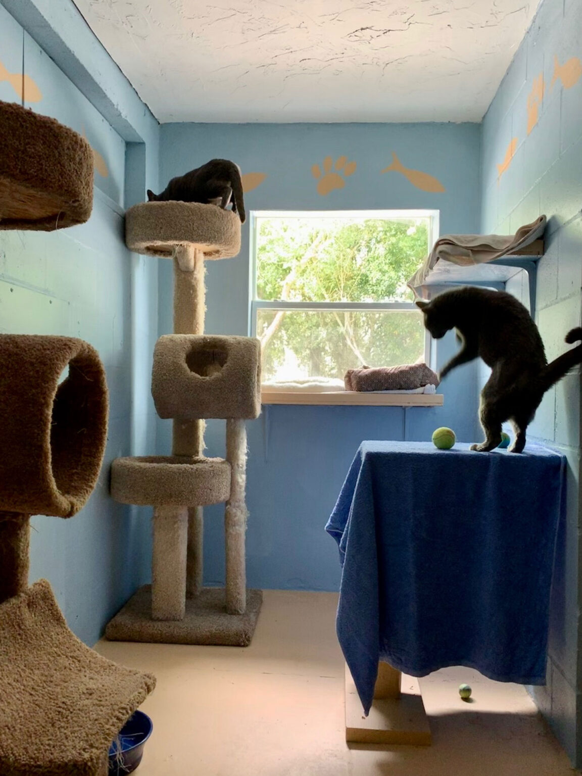 Photo Gallery Just4Paws Pet Boarding in Sarasota