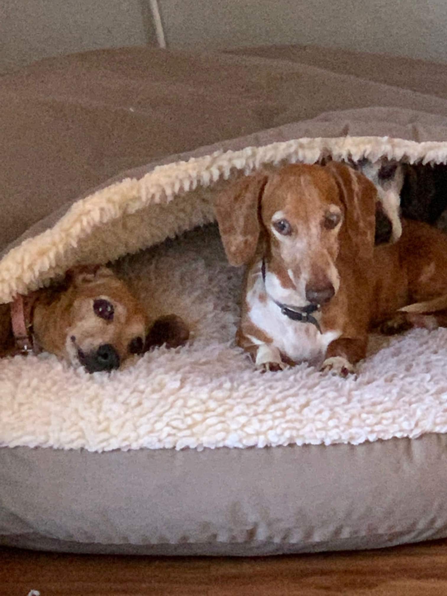 Photo Gallery Pet boarding Sarasota, Dog Boarding SarasotaPet