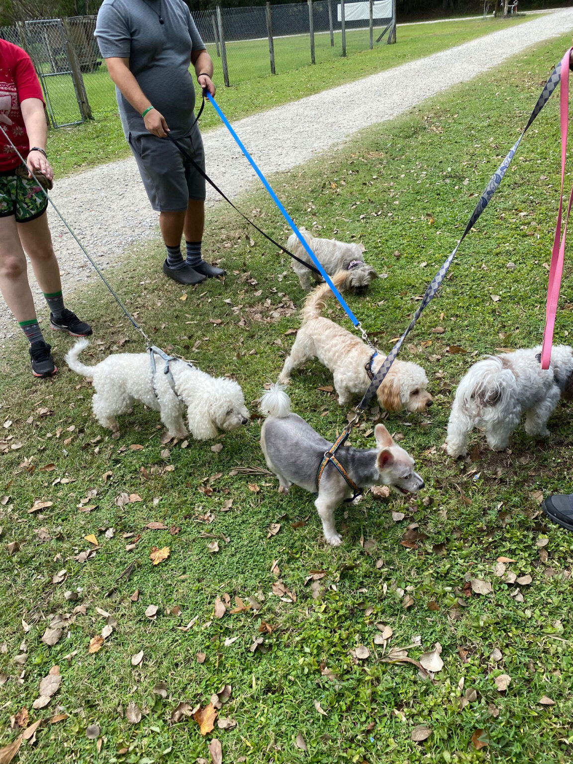 Photo Gallery Just4Paws Pet Boarding in Sarasota