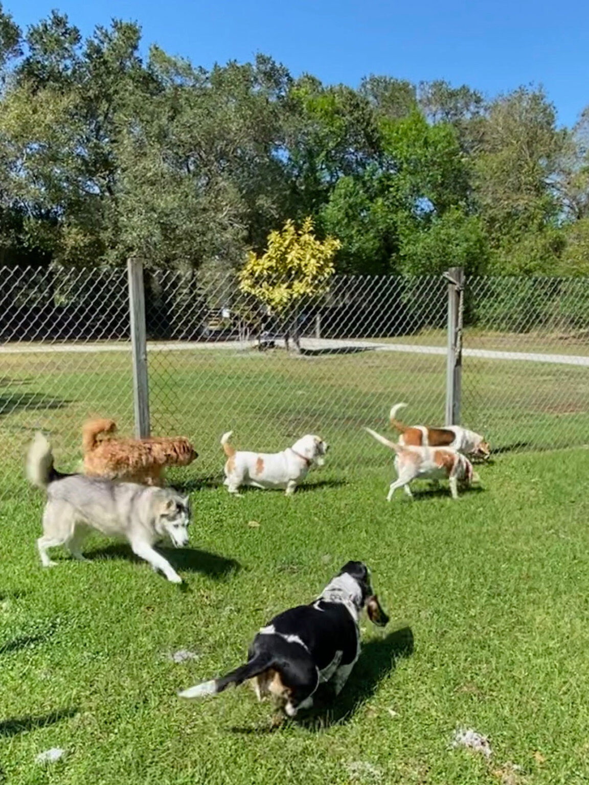 Photo Gallery Just4Paws Pet Boarding in Sarasota