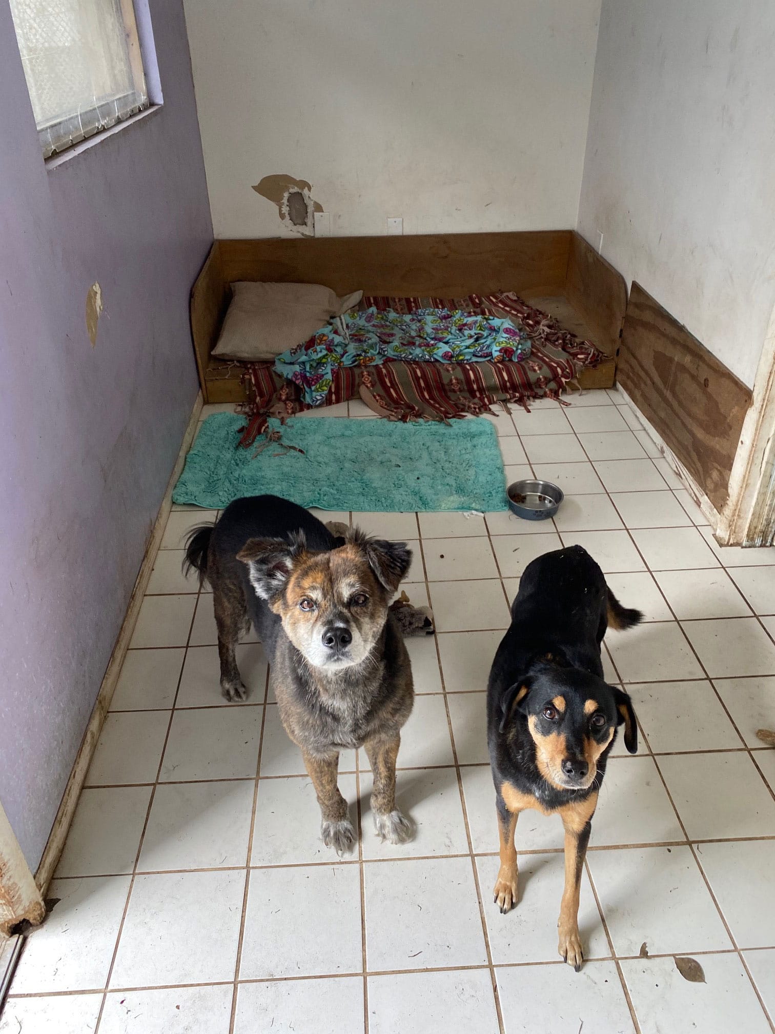 Photo Gallery Pet boarding Sarasota, Dog Boarding SarasotaPet