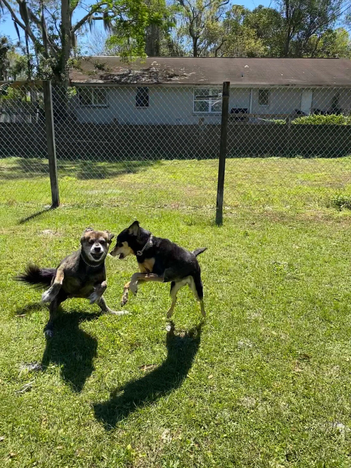 Photo Gallery Just4Paws Pet Boarding in Sarasota