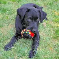 blacklab-with-ball-200