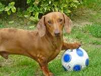 dachsund-with-soccerball1