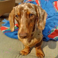 dachsund-with-towel