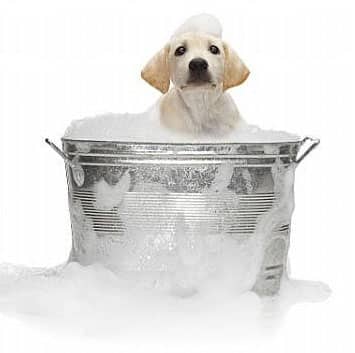 pet boarding dog-in-bath