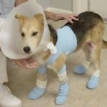 dog-injury-150x150
