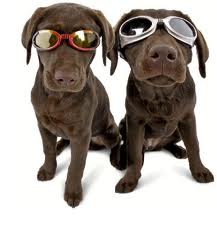 dogs-glasses