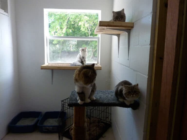 Cat Boarding Sarasota Just4Paws Pet Boarding in Sarasota