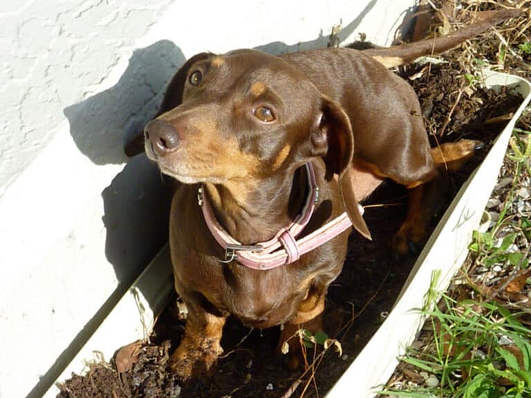 Dog Boarding Sarasota Just4Paws Pet Boarding in Sarasota