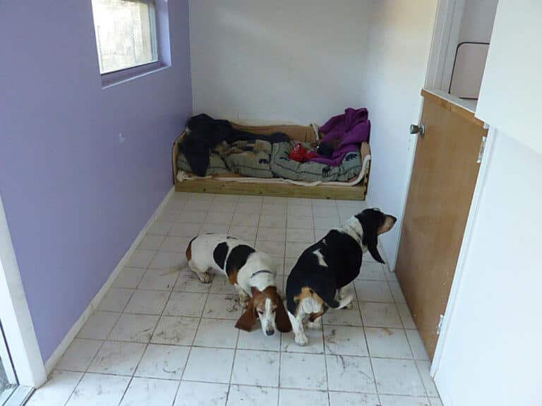 Dog Boarding Sarasota Just4Paws Pet Boarding in Sarasota