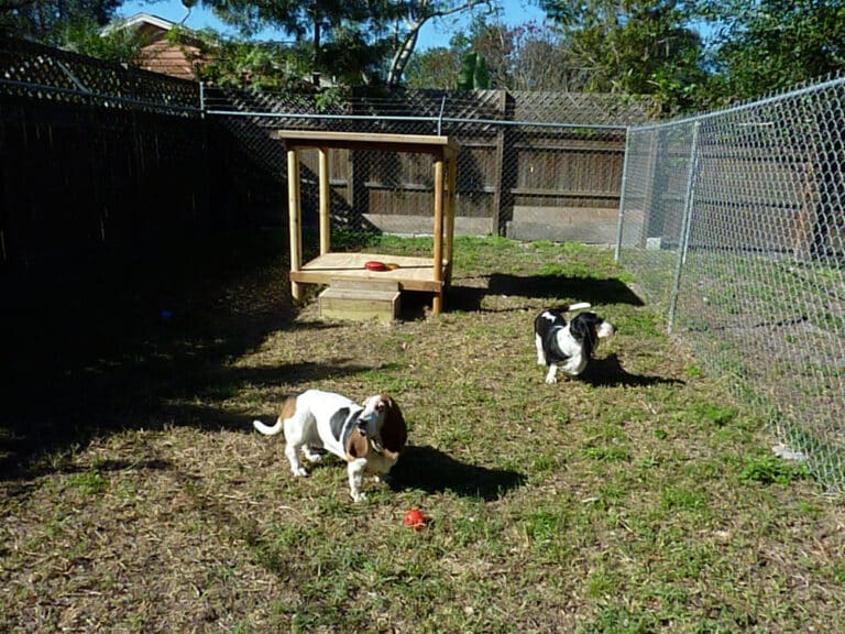 Dog Boarding Sarasota - Just4Paws Pet Boarding in Sarasota